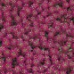 Alyssum (Lobularia Maritima) Easter Bonnet "Violet" - во саксија Ø10
